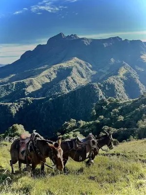 two horses standing on top of a grassy hill at EntreNubes Hospedaje de Alta Montaña