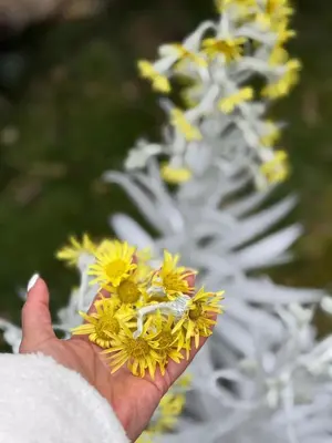 a hand holding a bunch of yellow flowers at EntreNubes Hospedaje de Alta Montaña