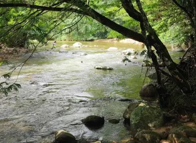 a stream of water with rocks in a forest at WalApar in San Rafael