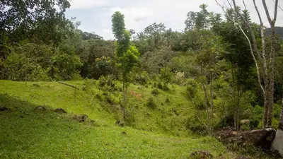 a green grassy hill with trees on it at Pure San Carlos Nature Reserve Bio Cabin