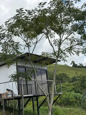 a house with a tree and a deck at Chocochucho Agroecoturismo in Amalfi