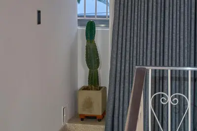 a cactus sitting in a room next to a window at Casa en Laureles Estadio amplia y cómoda in Medellín