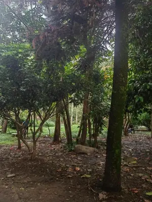 a group of trees in a park with leaves on the ground at Cozy studio in Conquistadores in Medellín