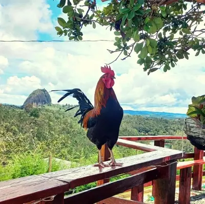 a rooster standing on top of a wooden railing at Casa de Colores in Guatapé