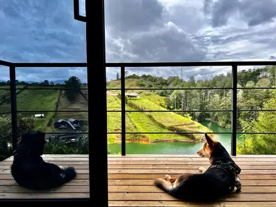 a dog and a cat sitting on a porch looking out a window at Agua Santa Ecolodge in Guatapé
