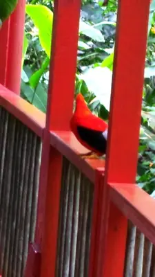 a red bird sitting on top of a red fence at Kantarrana Casa de Campo in Jardin