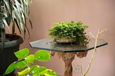 a glass table with a potted plant on it at Hotel Santamaria INN in La Ceja