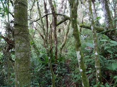 a forest with trees and plants in the woods at Casa Jade in Rionegro