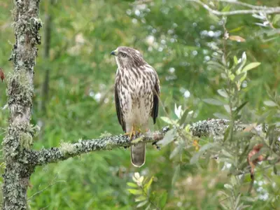 a bird perched on top of a tree branch at Casa Jade in Rionegro