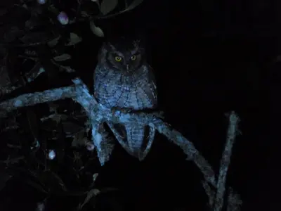 an owl sitting on a tree branch at night at Casa Jade in Rionegro