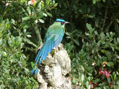 a blue bird sitting on top of a rock at Casa Jade in Rionegro