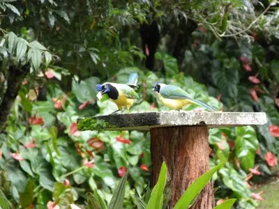 two birds sitting on top of a bird feeder at Casa Jade in Rionegro