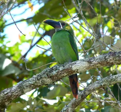a green bird sitting on a tree branch at Casa Jade in Rionegro