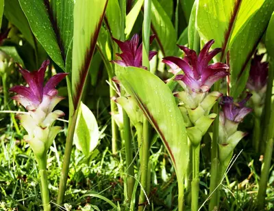 a group of purple flowers in the grass at Finca Hotel Villa Clara in Chinchiná