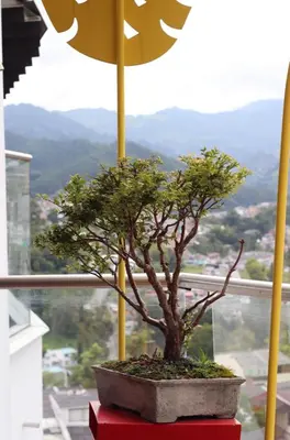 a bonsai tree sitting on top of a red box at Apartahotel Millennials in Manizales
