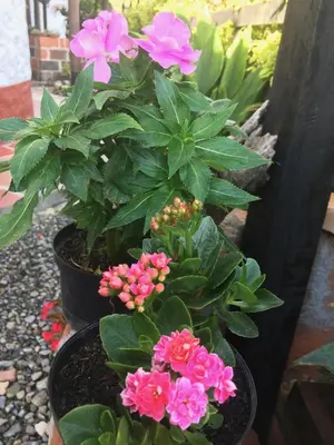 two plants with pink flowers in a black pot at Casa Hotel Portón Campestre in Jardin