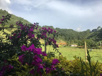 a field with purple flowers in a field at Casa Hotel Portón Campestre in Jardin