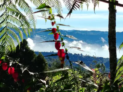 a view of the mountains from behind a tree at Refugio en las Nubes in Santa Elena