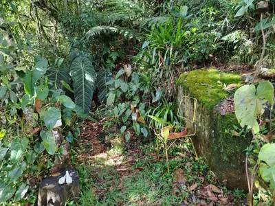 a garden with green plants and a stone wall at Refugio en las Nubes in Santa Elena