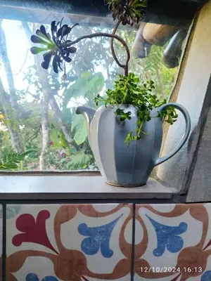 a plant in a vase sitting in a window at Refugio en las Nubes in Santa Elena