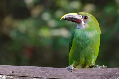 a green bird sitting on a piece of wood at Refugio en las Nubes in Santa Elena