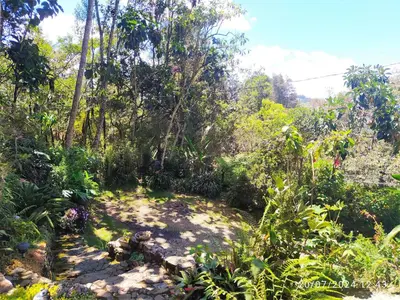 a garden with plants and trees on a hill at Refugio en las Nubes in Santa Elena