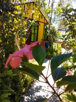 a plant with a pink flower in front of a house at Cabañas La Honda in Guatapé
