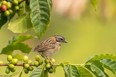 a small bird perched on a branch of a tree at Fami Hotel Vive Jardin in Jardin