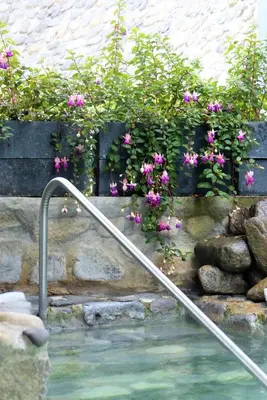 a water fountain with pink flowers in a garden at Hotel Termales Tierra Viva in Manizales