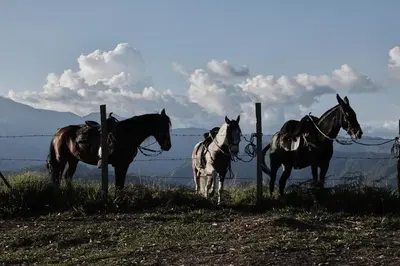 a group of horses standing next to a fence at Finca Boutique el Diamante in Salgar