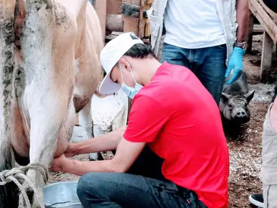 a man milking a cow with a mask on at Finca Hotel Nutabes in San Pedro