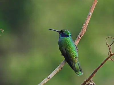 a green hummingbird sitting on a tree branch at Lodge Paraíso Verde in Manizales