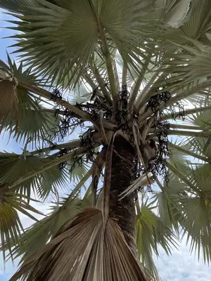 a group of birds sitting on top of a palm tree at La Manola Finca Hotel in Doradal