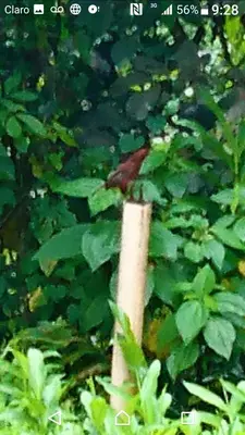 a bird perched on top of a tree branch at Hostal Encanto La Salada in Jardin