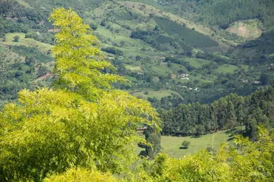 a tree on the side of a mountain at Hotel Madre Laura Jericó in Jericó