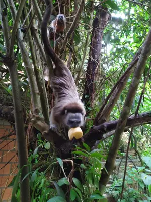 a sloth in a tree with a fruit in its mouth at Alojamiento Natural La Cueva de Morgan San Rafael in San Rafael