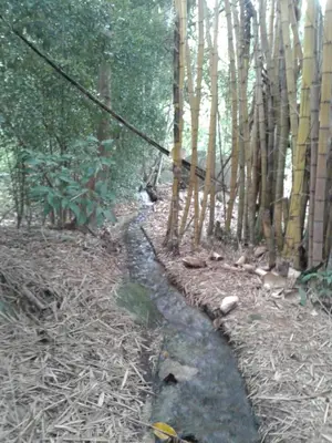 a path in a bamboo forest with a fence at Selvablanca Hostel in San Jerónimo