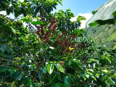 a tree with lots of red berries on it at Alojamiento Rural Altos del Molino in Los Andes