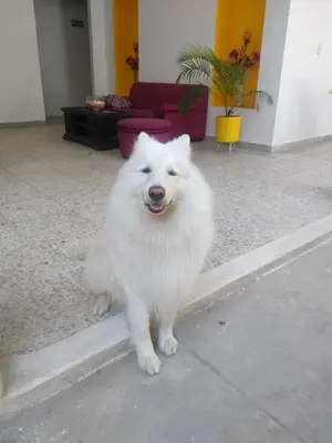a white dog sitting on the floor in a room at Casa de Luna in La Dorada