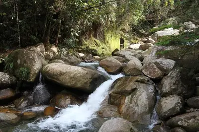 a stream of water with rocks and trees at Ritmo del Rio in San Rafael