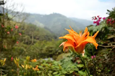 an orange flower in the foreground with mountains in the background at Eco Lodge La Juanita in Manizales