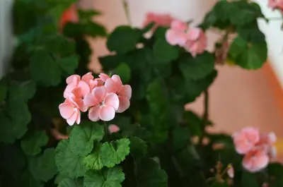 a bunch of pink flowers on a plant at Eco Lodge La Juanita in Manizales