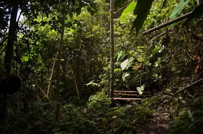 a wooden bridge in the middle of a forest at Eco Lodge La Juanita in Manizales