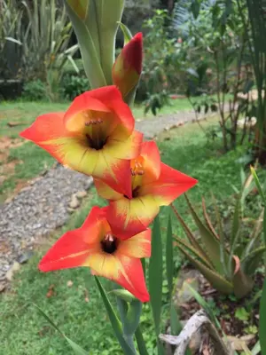a group of red and yellow flowers in a garden at Hospedaje Solentiname in Medellín