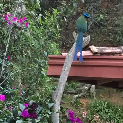 a blue and green bird perched on top of a roof at Hospedaje Solentiname in Medellín