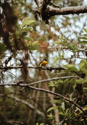 a yellow bird sitting on a tree branch at Ecohotel Tierra de Agua in Cocorná