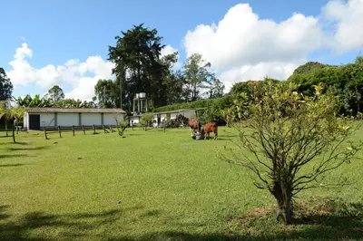 a horse grazing in a field of grass at Casa Finca Corales Llano Grande 2 in Rionegro