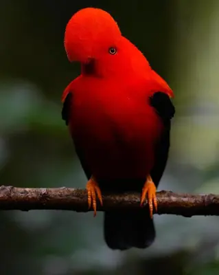 a red bird is sitting on a branch at Cabaña Manantial del Turpial in Jardin