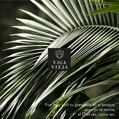 a close up of a green plant at Cabañas en la montaña Viga Vieja in San Peregrino