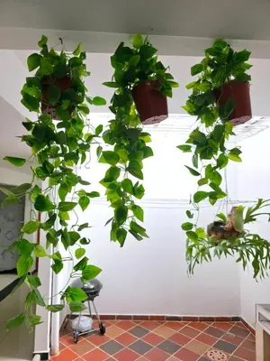 a bunch of potted plants hanging from a wall at Casa amplia y cómoda cerca del Estadio y la 70 in Medellín